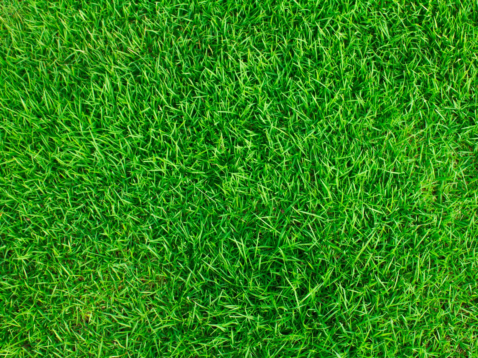 Graszoden.com